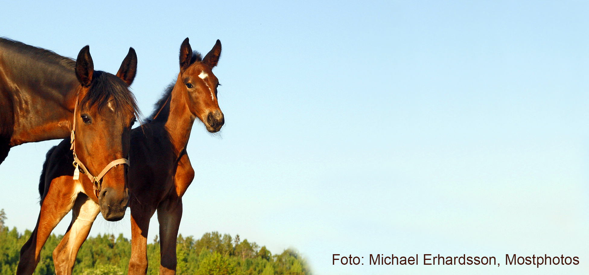 Två bruna hästar, ett sto med föl, tittar in i kameran. Blå himmel täcker bilden.