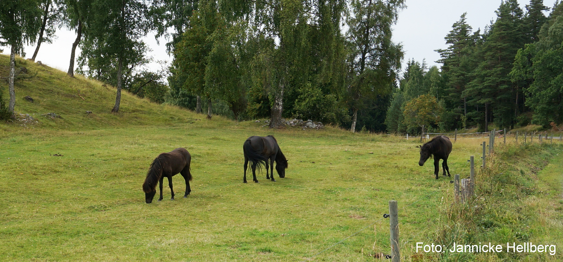 Tre svarta hästar betar i en sommargrön hage.
