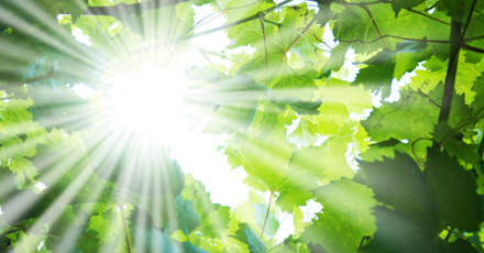 Bilden visar solstrålar som lyser igenom gröna löv.